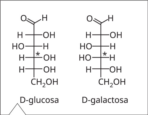 Fórmula estructural de glucosa y galactosa diferenciadas por posición del grupo OH en C4