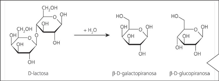 Esquema de hidrólisis enzimática de lactosa en galactosa y glucosa por acción de la lactasa
