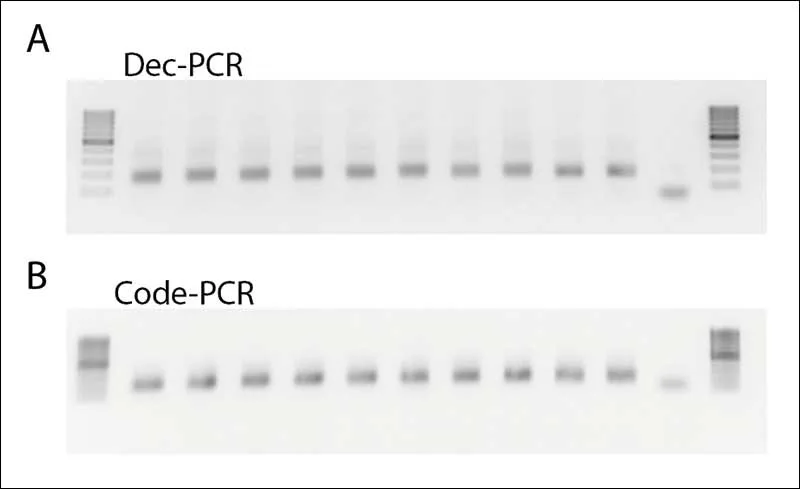 Figura 3 - control de calidad de etapas de PCR por amplificadores EXT: gel de agarosa de decodificación y codificación de PCR con control negativo de agua ultrapura