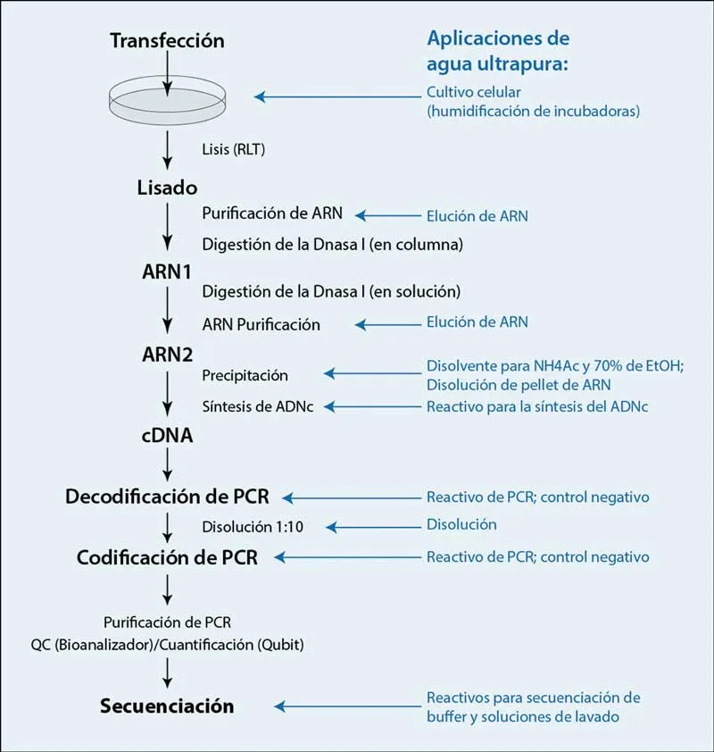 Figura 5 - flujo de trabajo de purificación de muestras de secuenciación NGS con indicación de los pasos donde se utiliza agua ultrapura arium pro VF