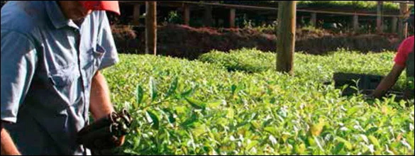 Cromatograma GC-TOFMS de HAP en infusión de yerba mate - columna Rxi-PAH Restek