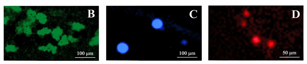 Ampliación de tres regiones del filtro: partículas de PE en verde (B), PS-DVB en azul (C) y PE-TiO2 en rojo (D), con barras de escala de 100 y 50 µm