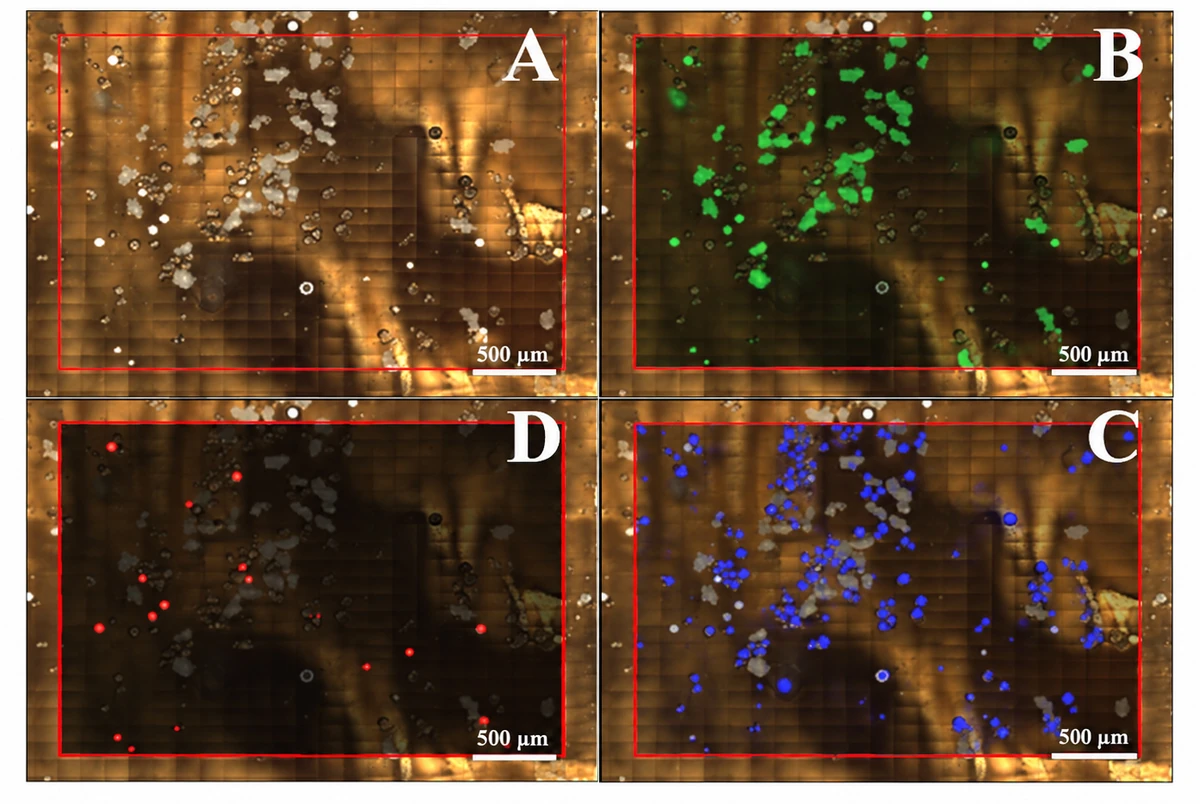 Mapa de 1,5 × 2 mm del filtro: imagen óptica (A) y distribución de PE en verde (B), PE-TiO2 en rojo (D) y PS-DVB en azul (C), con escala de 500 µm