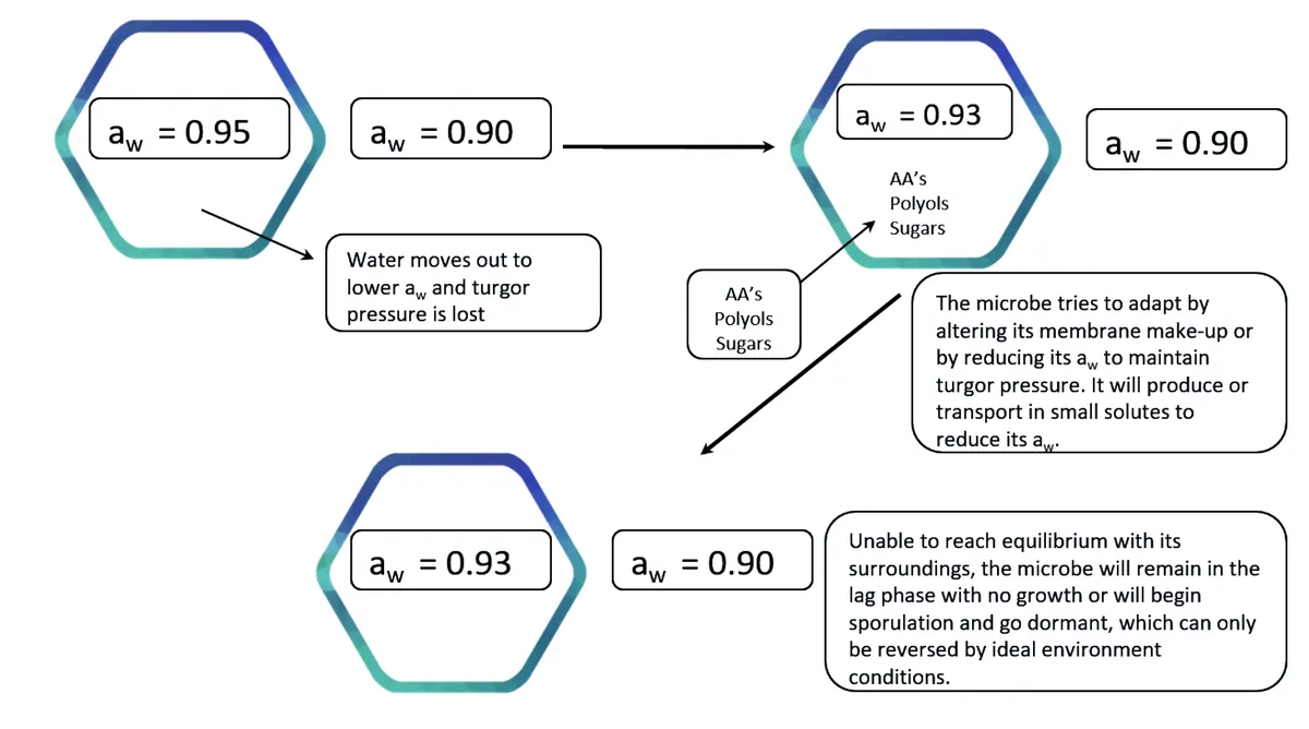 Figura3 — LabMaster aw-neo, el medidor de actividad de agua más fiable del mercado