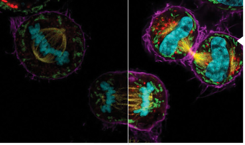 STELLARIS 5 Leica sistema confocal WLL integrado detectores Power HyD