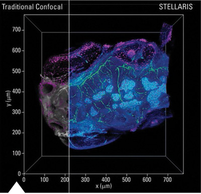 Células vivas microscopía confocal STELLARIS protección fotoblanqueado fototoxicidad