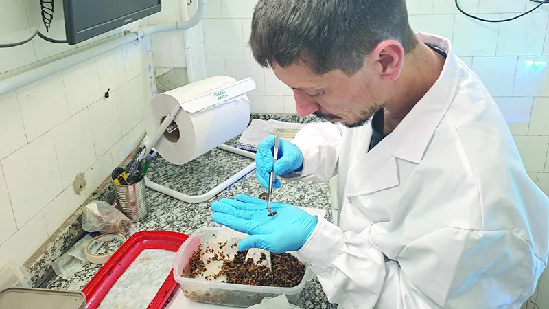 Investigadores del IIBYT CONICET midiendo tasa de crecimiento de larvas de Mosca Soldado Negra