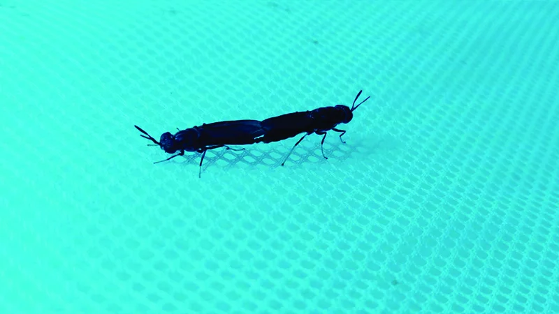Mosca Soldado Negra Hermetia illucens adulta en laboratorio del IIBYT CONICET