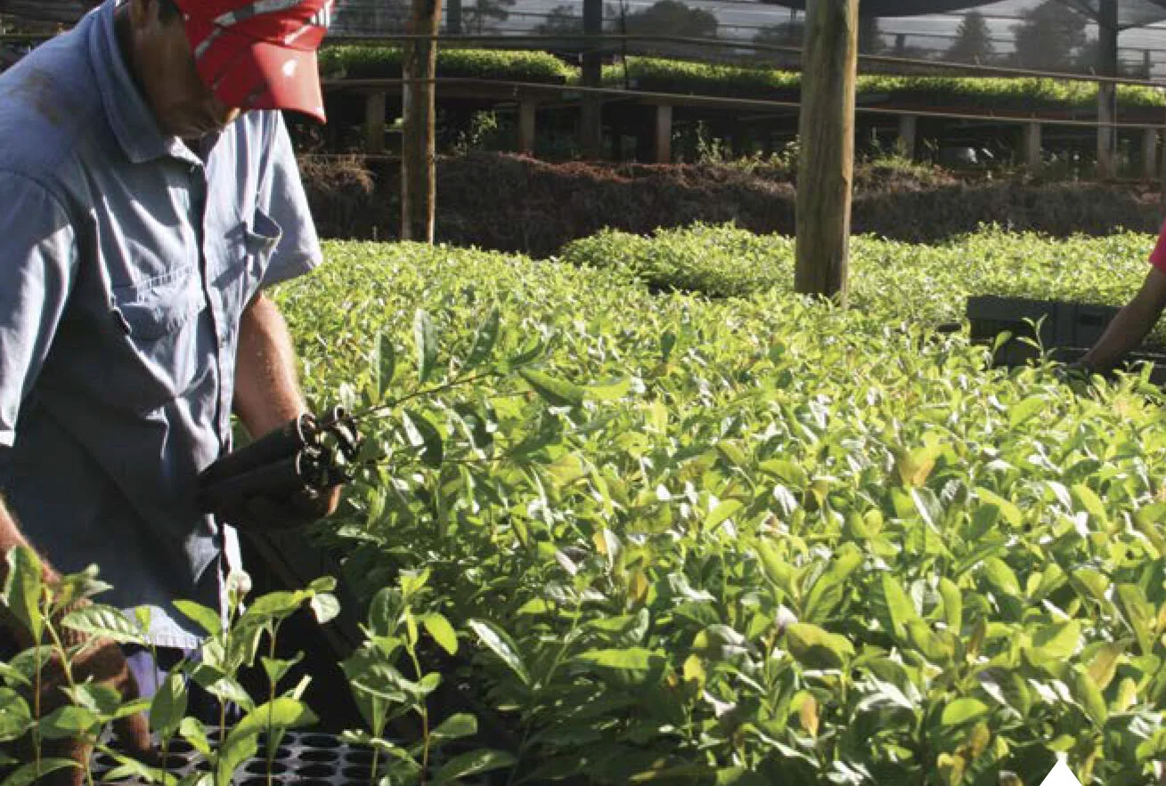 Método analítico para la determinación de HAP en la infusión de yerba mate