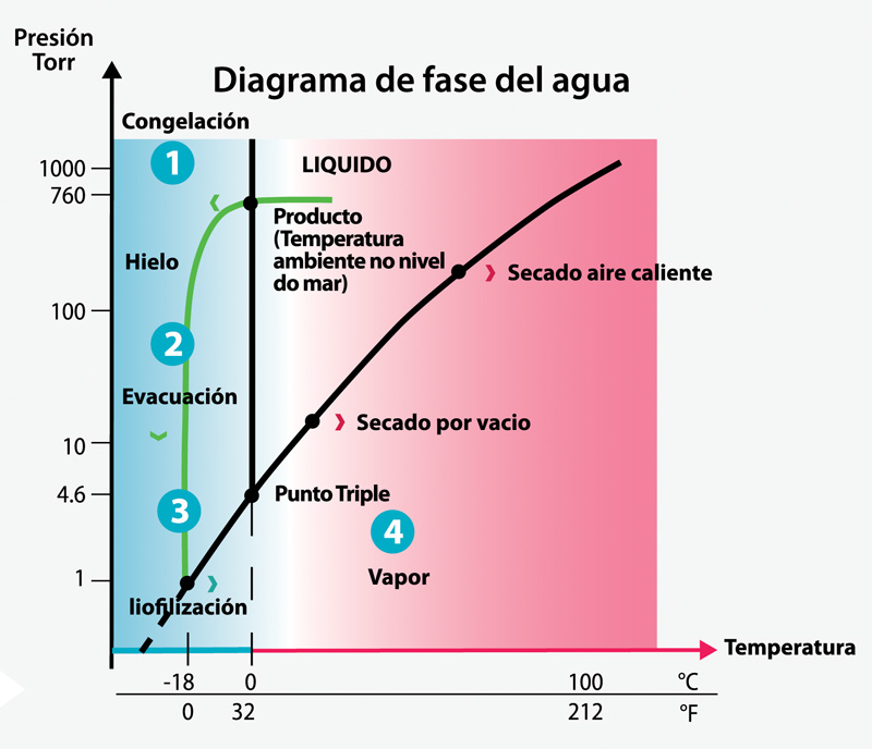 Diagrama de principios científicos: sublimación, cambios de fase y análisis térmico en liofilización